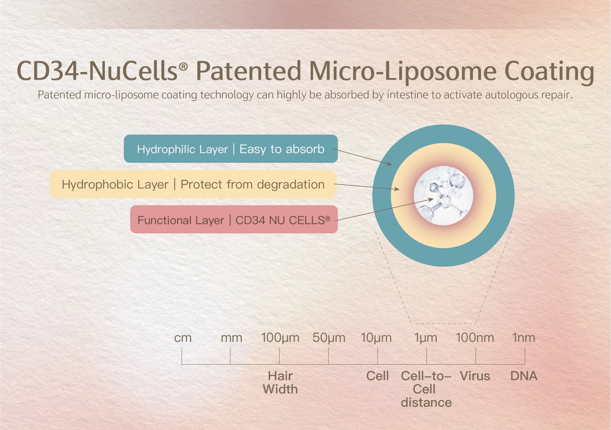 Beauty-Stem Biomedical Power-Stem Biomedical Stem-Cell Beauty-Stem Biomedical  Power-Stem Biomedical CD34 Stem Cell